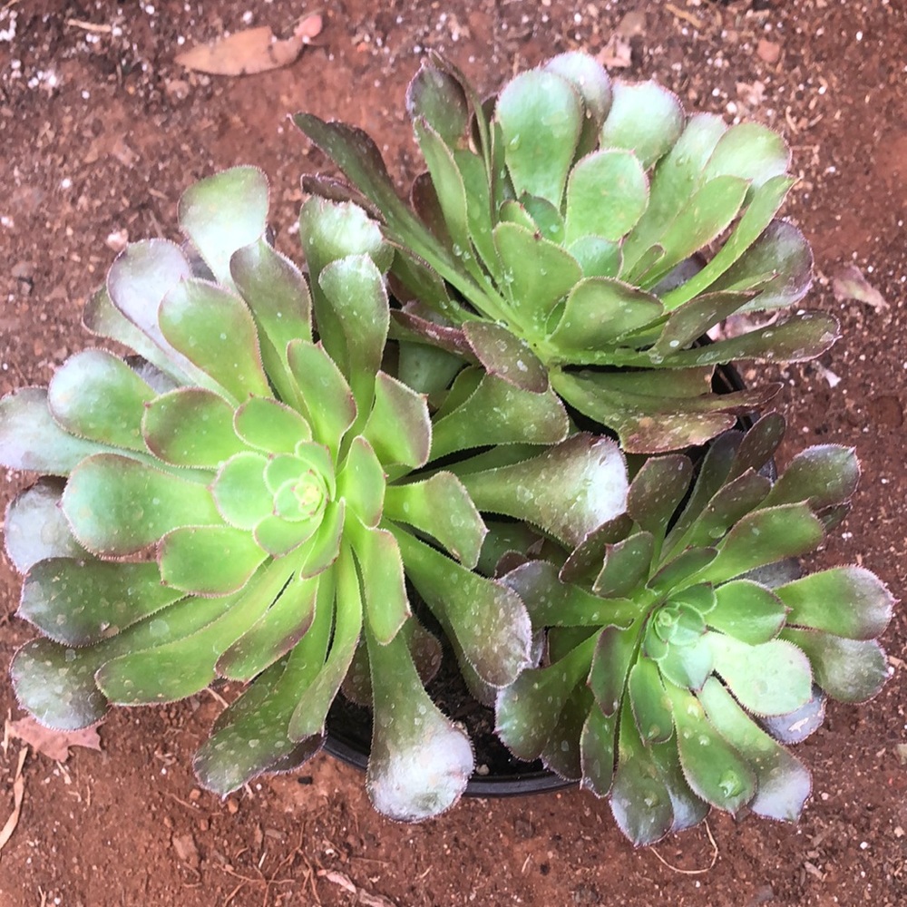 Aeonium succulents